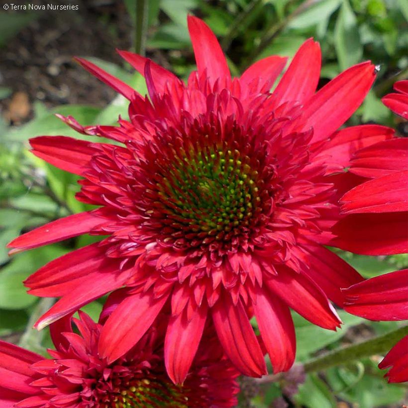 Echinacea purpurea Sunny Days Ruby - Rode zonnehoed (Bloei)