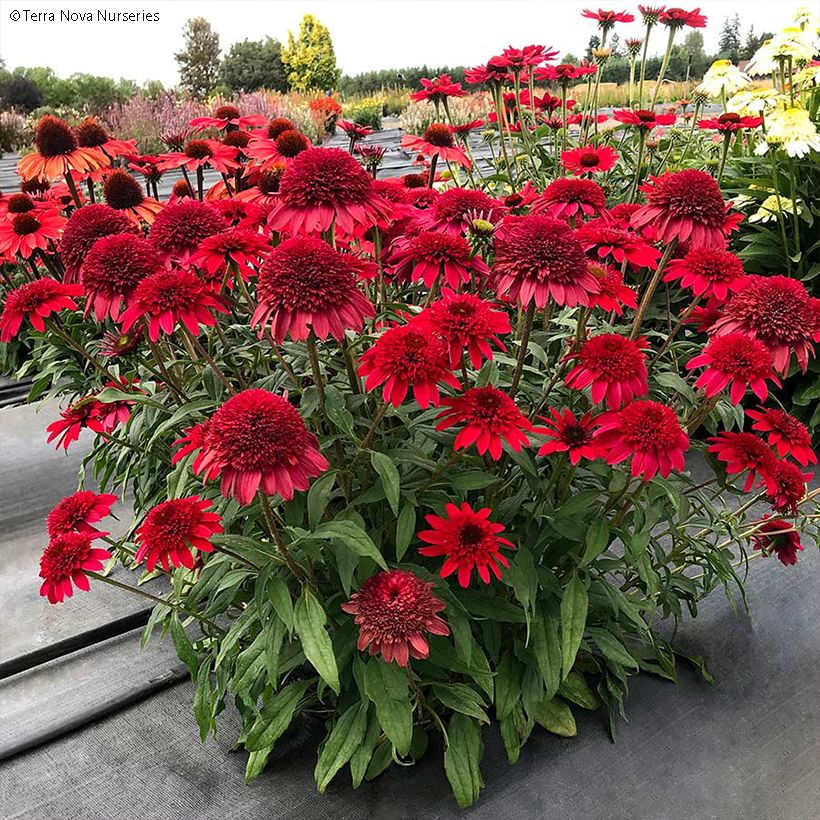 Echinacea purpurea Sunny Days Ruby - Rode zonnehoed (Groeiplaats)