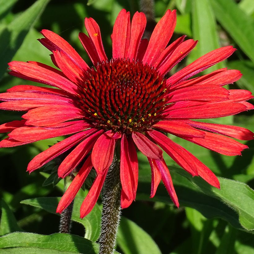 Echinacea purpurea SunSeekers Orange - Rode zonnehoed (Bloei)