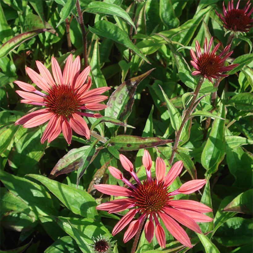 Echinacea Sunset - Zonnehoed (Bloei)