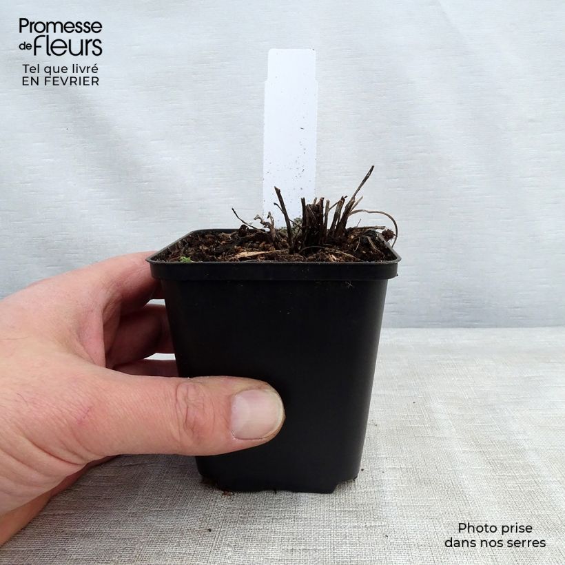 Exemplaar van Echinacea Supreme Flamingo - Rode zonnehoed Kweekpotje van 8/9 cm zoals geleverd in de winter