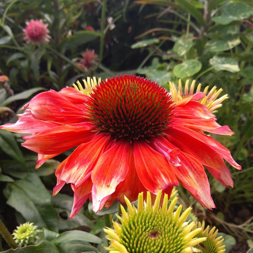 Echinacea Supreme Flamingo - Rode zonnehoed (Bloei)