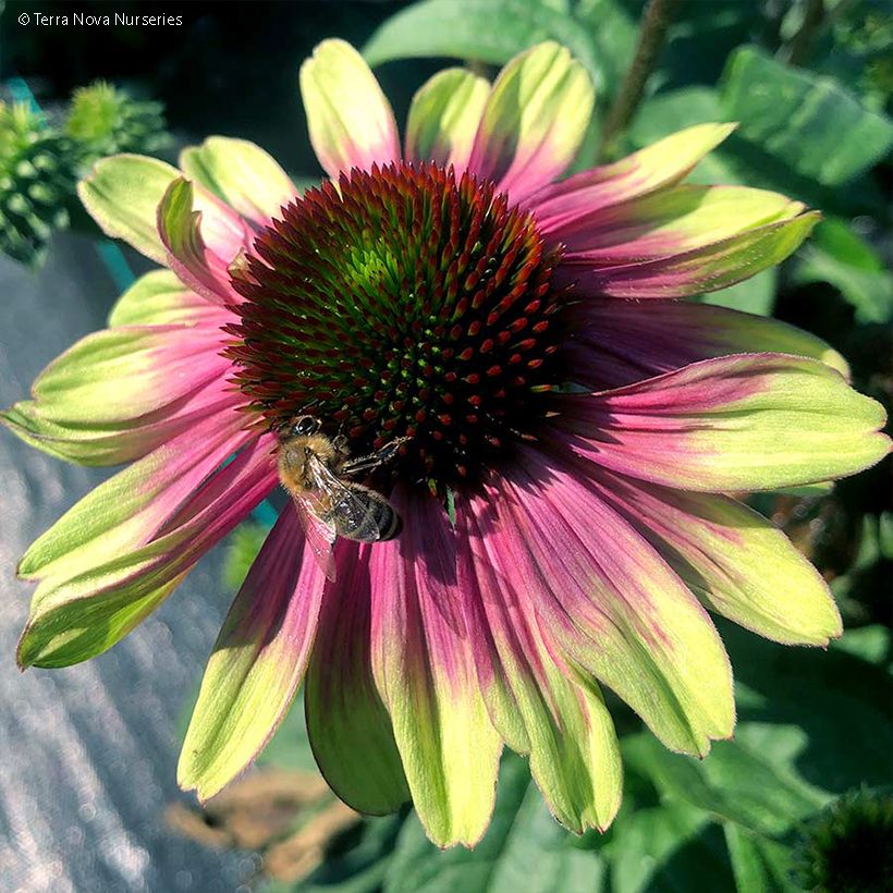 Echinacea purpurea Sweet Sandia - Rode zonnehoed (Bloei)