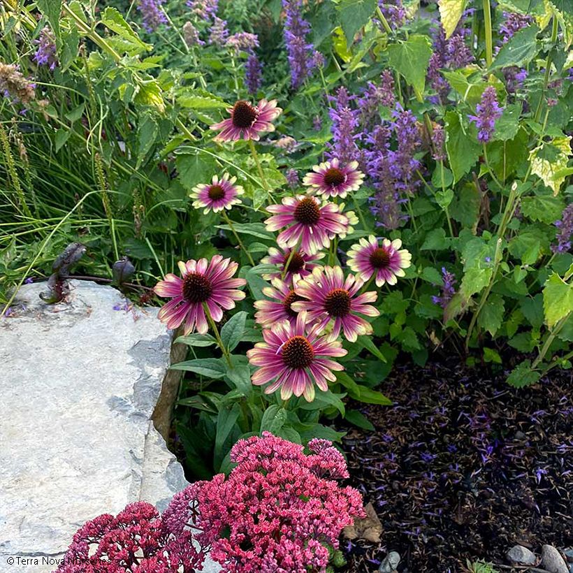 Echinacea purpurea Sweet Sandia - Rode zonnehoed (Groeiplaats)