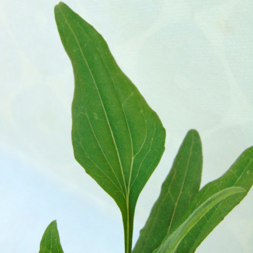 Echinacea purpurea Tangerine Dream - Rode zonnehoed (Blad)