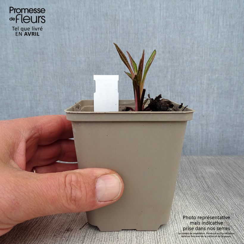 Exemplaar van Echinacea Tiki Torch - Rode zonnehoed Kweekpotje van 8/9 cm zoals geleverd in de lente