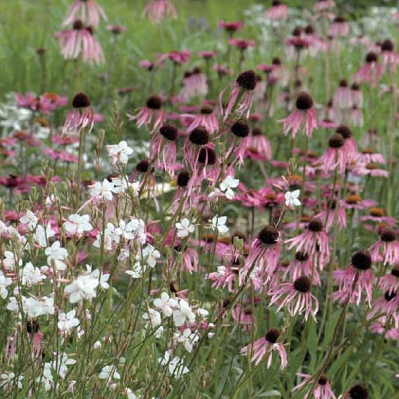 Echinacea pallida - Zonnehoed (Groeiplaats)