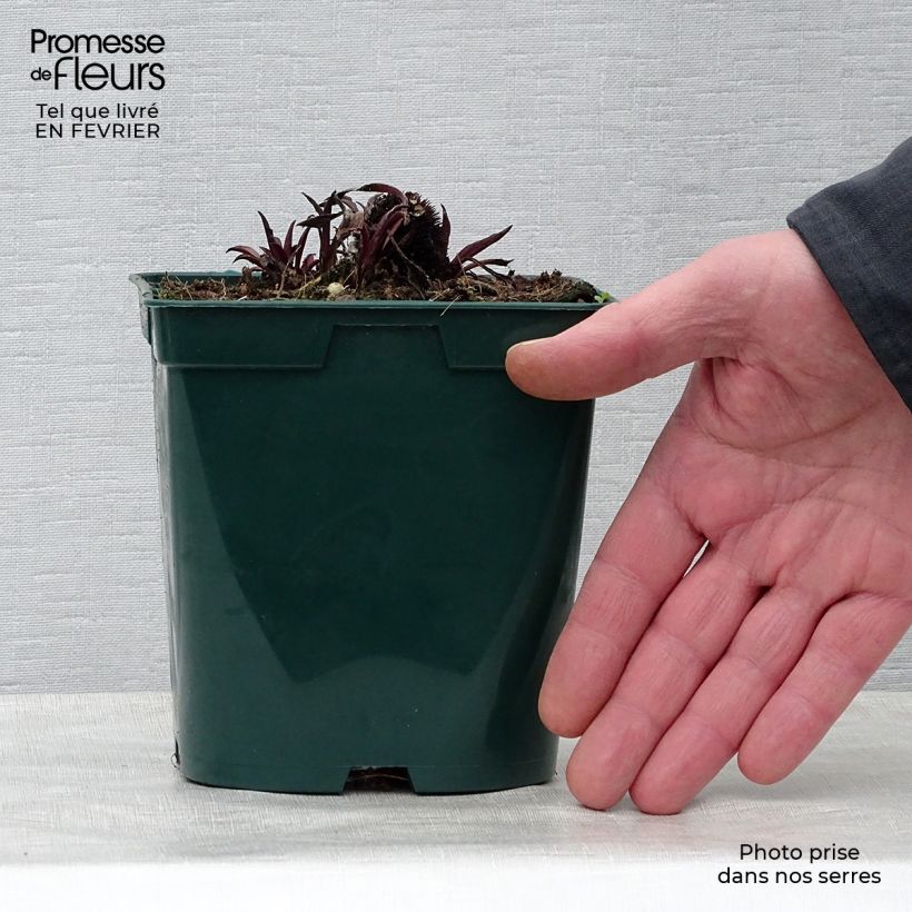 Exemplaar van Echinacea pallida - Zonnehoed Pot van 2 l/3 l zoals geleverd in de winter
