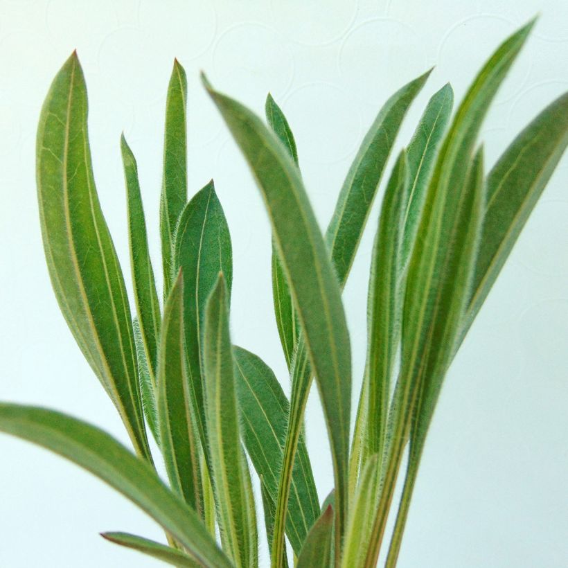 Echinacea pallida Hula Dancer - Zonnehoed (Blad)