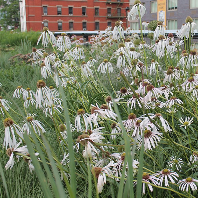 Echinacea pallida Hula Dancer - Zonnehoed (Bloei)