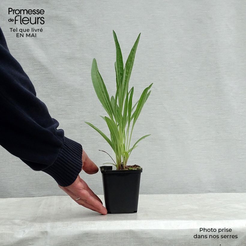 Exemplaar van Echinacea pallida Hula Dancer - Zonnehoed Kweekpotje van 8/9 cm zoals geleverd in de lente