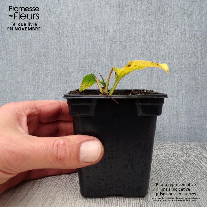 Exemplaar van Echinacea purpurea Alba - Rode zonnehoed Kweekpotje van 7/8 cm zoals geleverd in de herfst