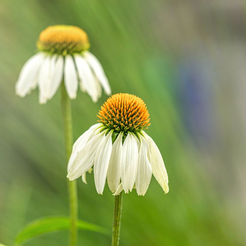 Echinacea purpurea Alba (zaad) - Rode zonnehoed (Bloei)