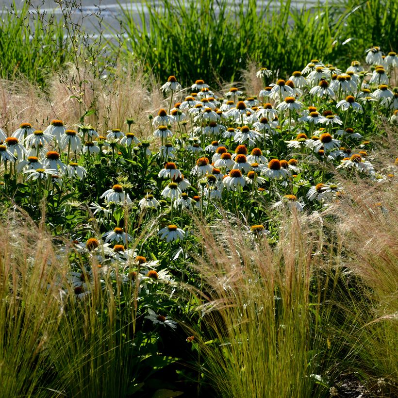 Echinacea purpurea Alba (zaad) - Rode zonnehoed (Groeiplaats)