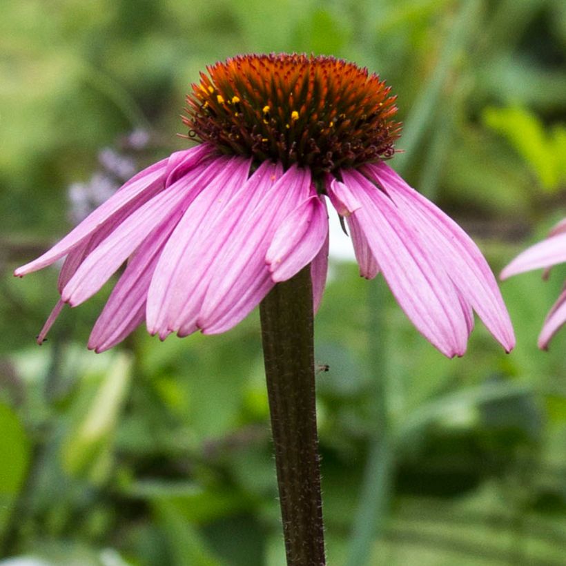 Echinacea purpurea Augustkönigin - Rode zonnehoed (Bloei)