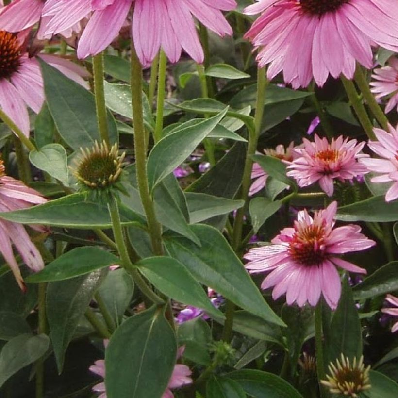 Echinacea purpurea Double Decker - Rode zonnehoed (Blad)