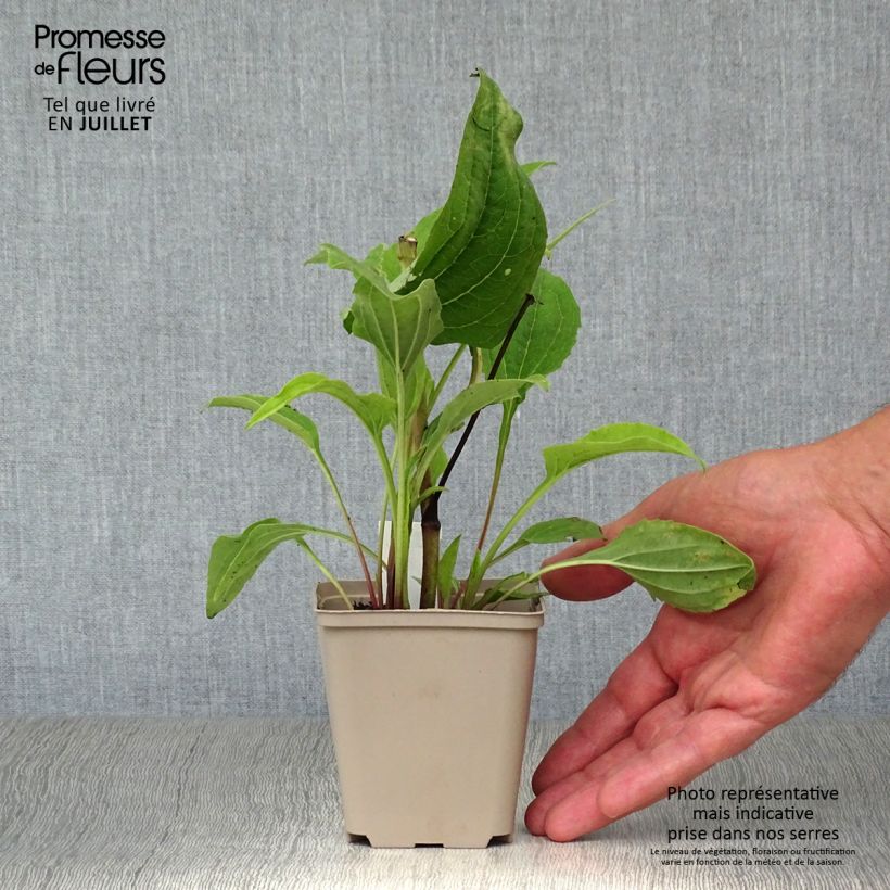 Exemplaar van Echinacea purpurea Double Decker - Rode zonnehoed Kweekpotje van 8/9 cm zoals geleverd in de zomer