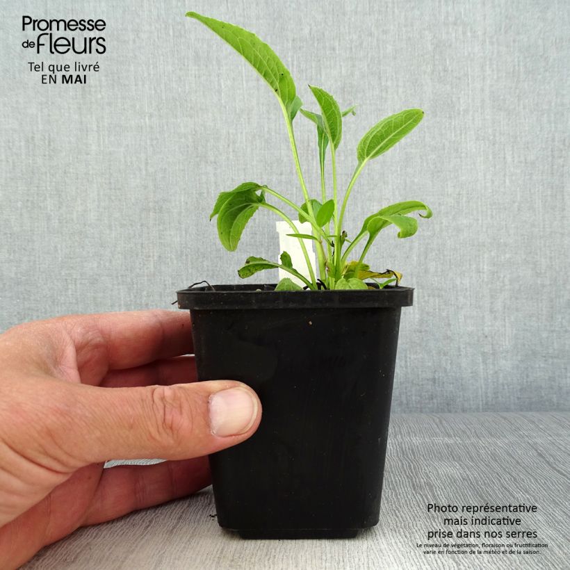 Exemplaar van Echinacea purpurea Espinoso Yellow - Rode zonnehoed Kweekpotje van 8/9 cm zoals geleverd in de lente