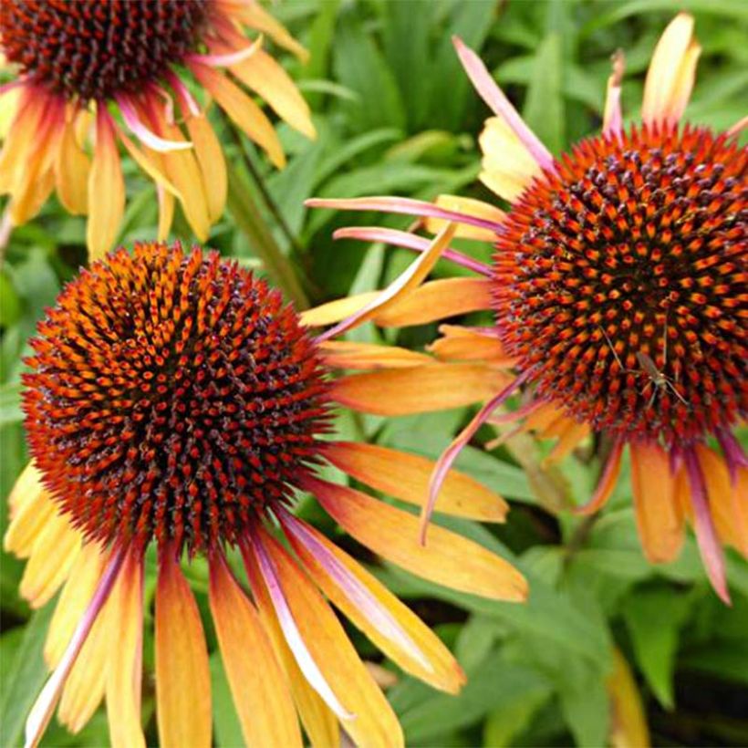 Echinacea purpurea Funky Yellow - Rode zonnehoed (Bloei)