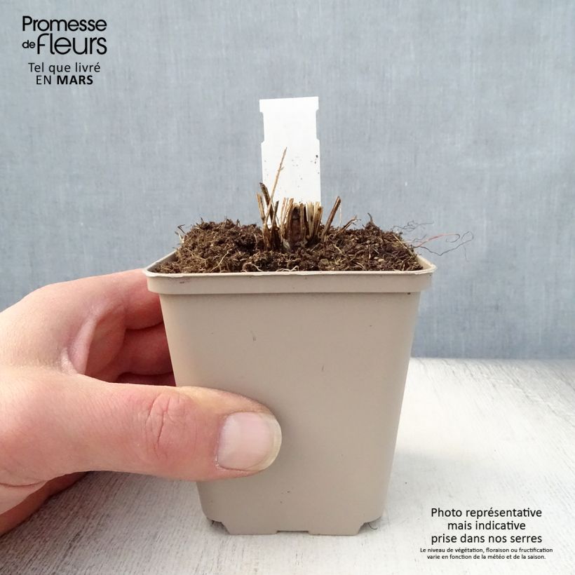 Exemplaar van Echinacea purpurea Funky Yellow - Rode zonnehoed Kweekpotje van 8/9 cm zoals geleverd in de lente