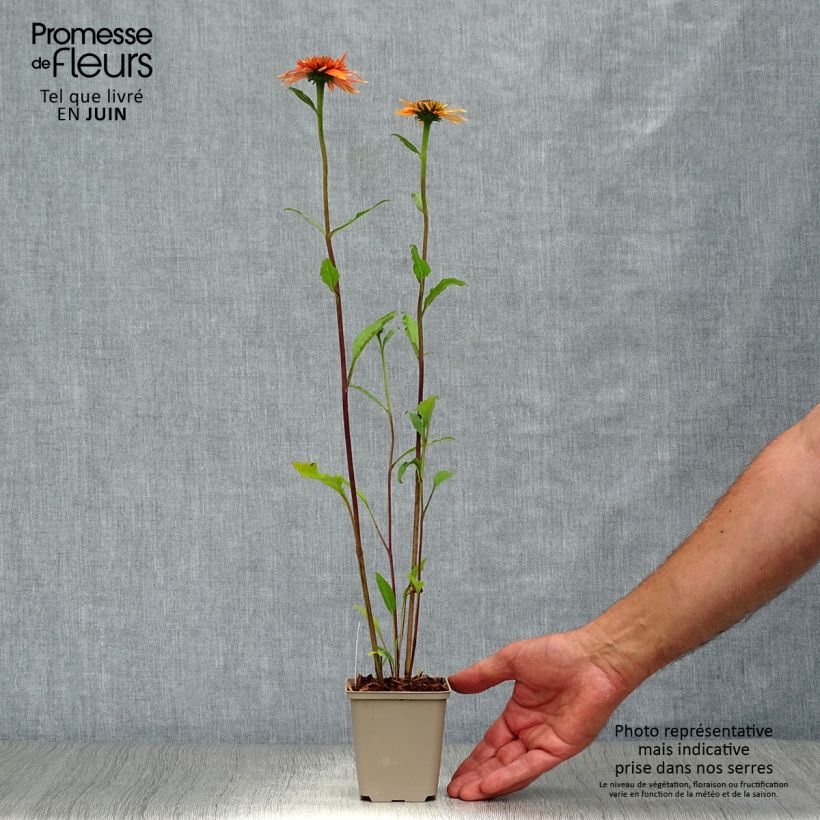 Exemplaar van Echinacea purpurea Irresistible - Rode zonnehoed Kweekpotje van 8/9 cm zoals geleverd in de zomer