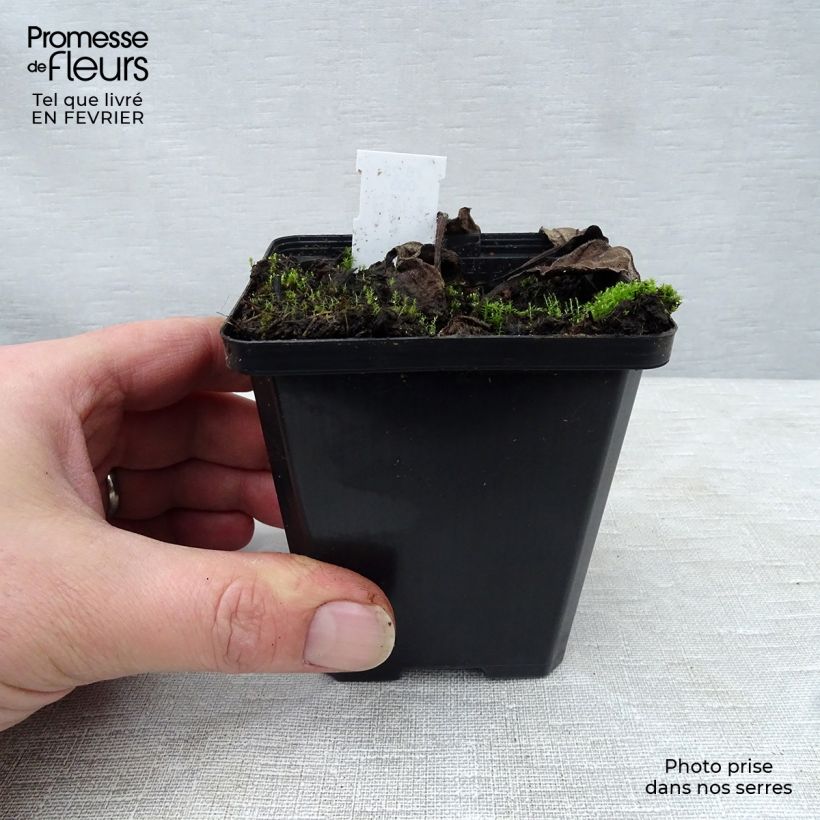 Exemplaar van Echinacea purpurea Kim's Knee High - Rode zonnehoed Kweekpotje van 8/9 cm zoals geleverd in de winter