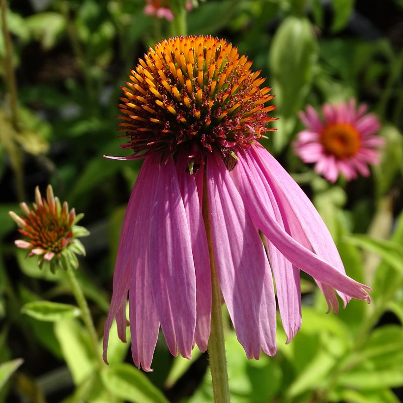Echinacea purpurea Kim's Knee High - Rode zonnehoed (Bloei)