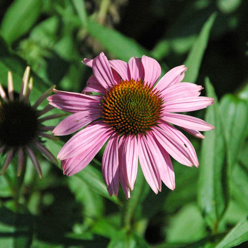 Echinacea purpurea Leuchtstern - Rode zonnehoed (Bloei)