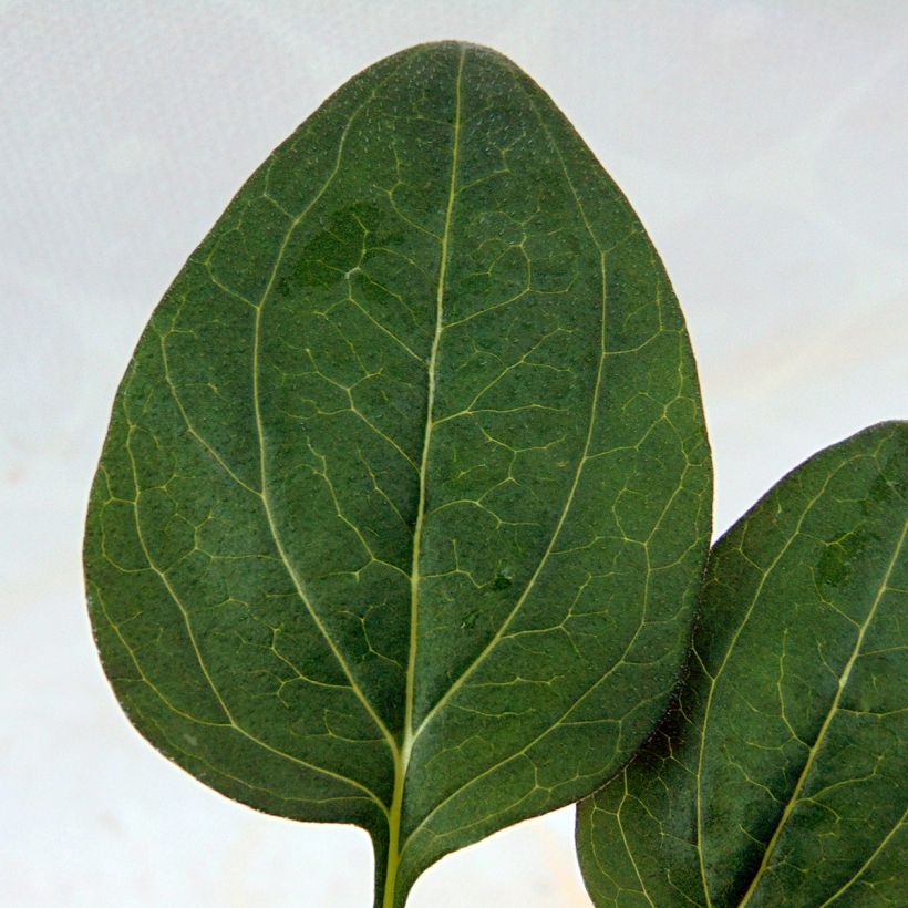 Echinacea purpurea Little Magnus - Rode zonnehoed (Blad)