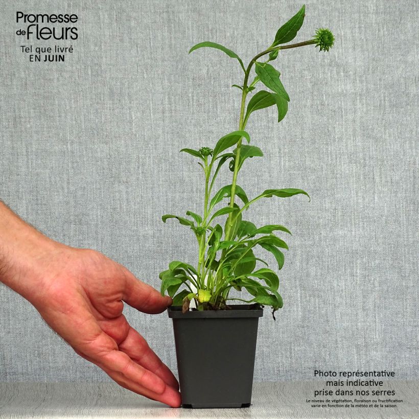 Exemplaar van Echinacea purpurea Little Magnus - Rode zonnehoed Kweekpotje van 8/9 cm zoals geleverd in de zomer