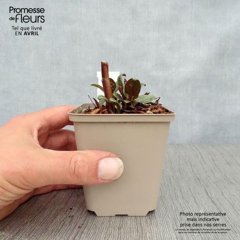 Exemplaar van Echinacea purpurea Little Magnus - Rode zonnehoed Kweekpotje van 8/9 cm zoals geleverd in de lente