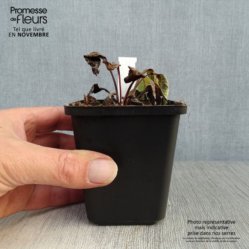 Exemplaar van Echinacea purpurea Magnus - Rode zonnehoed Kweekpotje van 8/9 cm zoals geleverd in de herfst