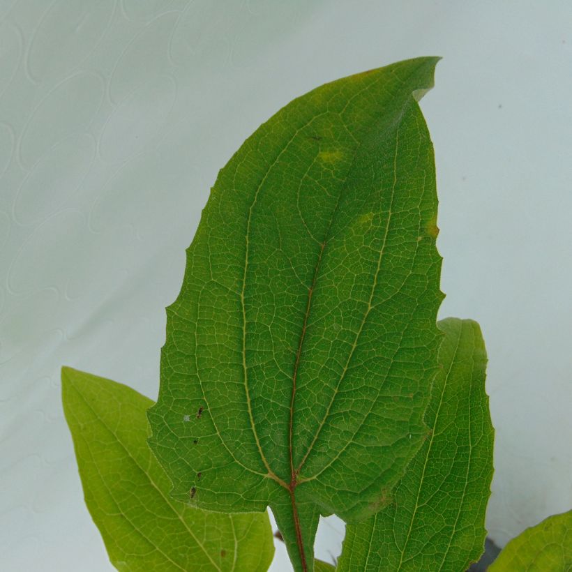 Echinacea purpurea Magnus - Rode zonnehoed (Blad)