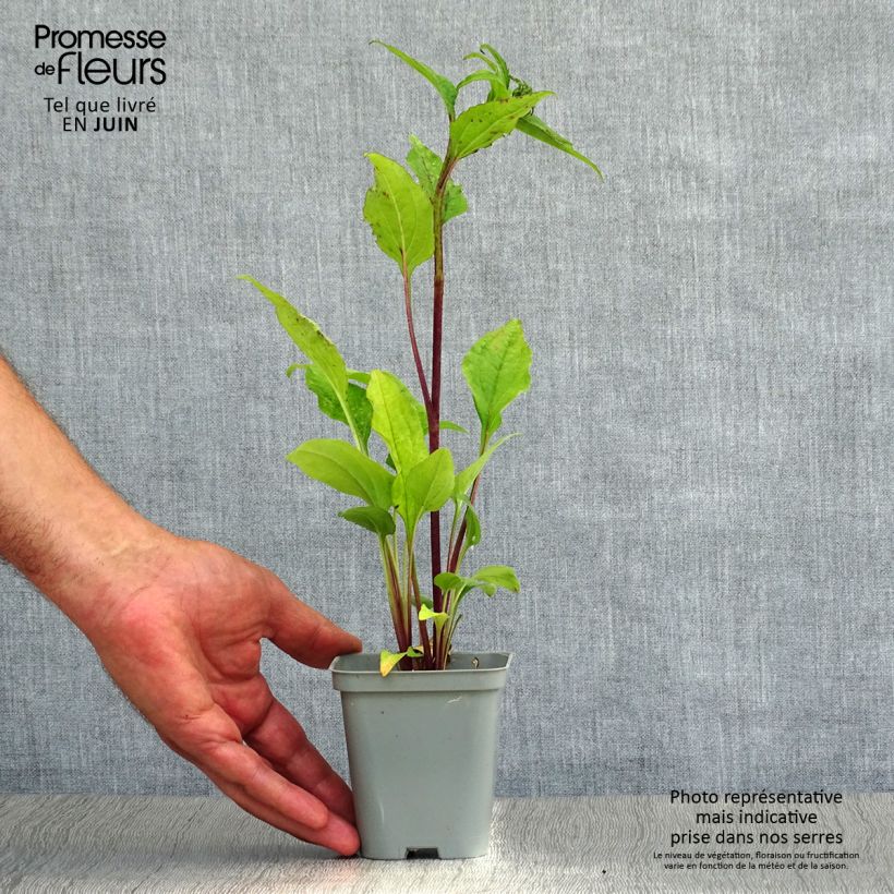Exemplaar van Echinacea purpurea Magnus - Rode zonnehoed Kweekpotje van 8/9 cm zoals geleverd in de zomer