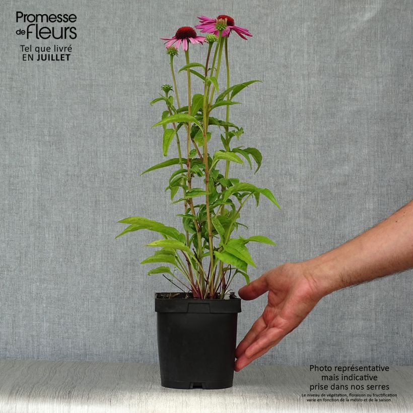 Exemplaar van Echinacea purpurea Magnus - Rode zonnehoed Pot van 2 l/3 l zoals geleverd in de zomer