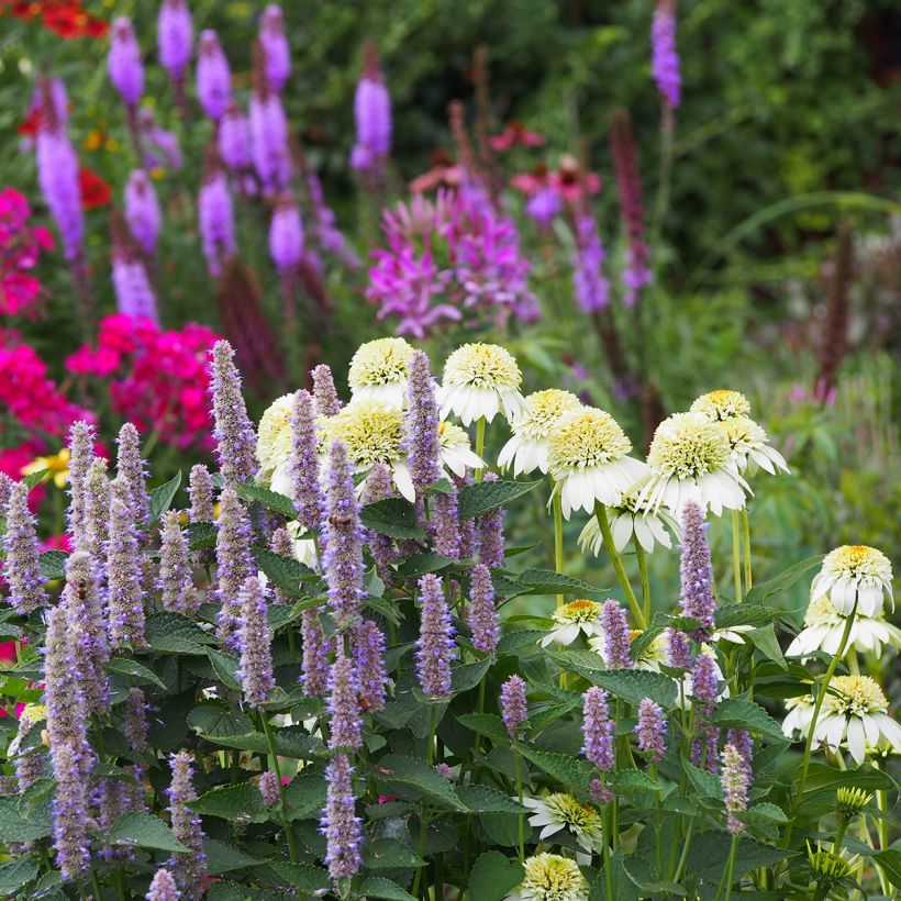 Echinacea purpurea Milkshake - Rode zonnehoed (Groeiplaats)