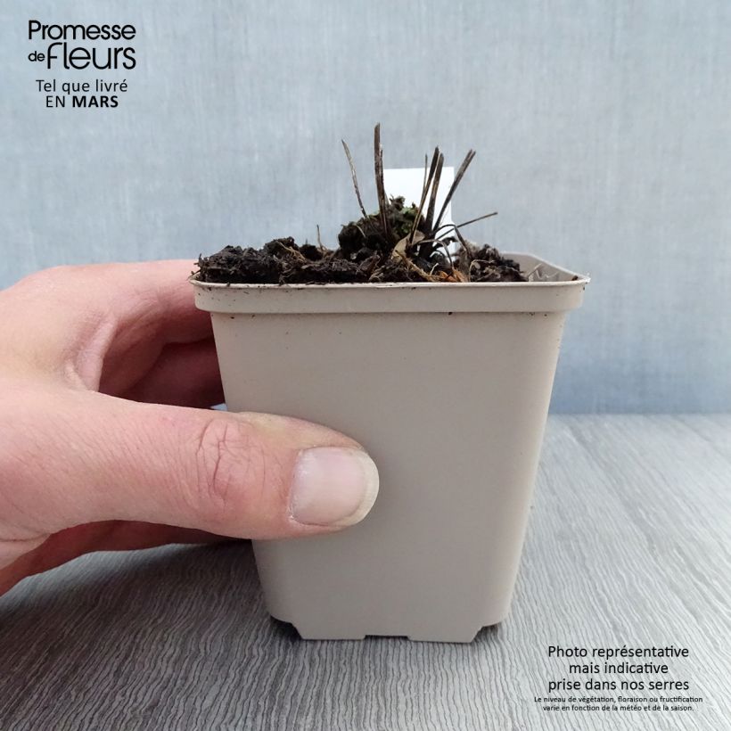 Exemplaar van Echinacea purpurea Milkshake - Rode zonnehoed Kweekpotje van 8/9 cm zoals geleverd in de lente