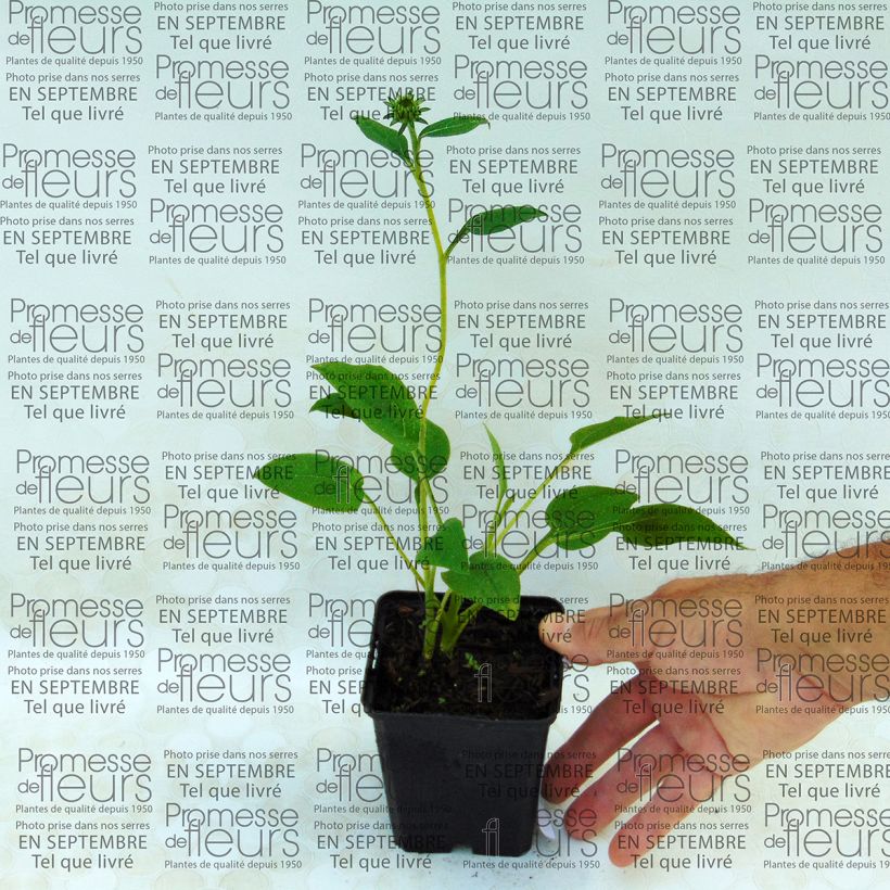 Voorbeeld van een exemplaar van Echinacea purpurea Mozzarella - Rode zonnehoed Kweekpotje van 8/9 cm zoals geleverd