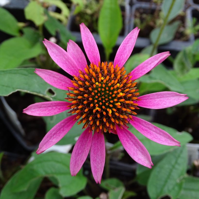 Echinacea purpurea Pica Bella - Rode zonnehoed (Flowering)