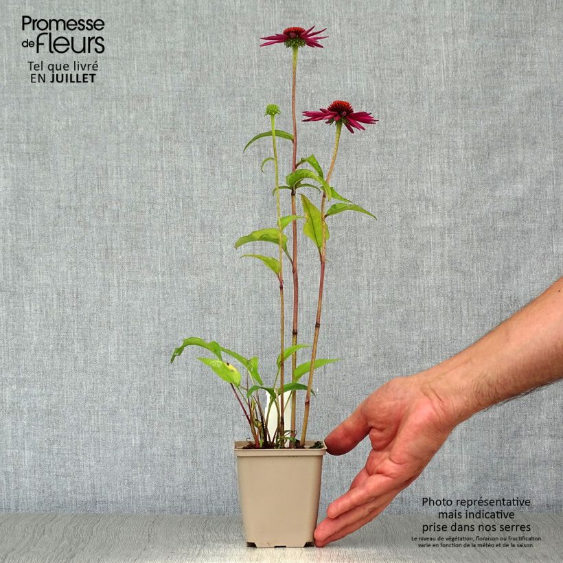 Exemplaar van Echinacea purpurea Pica Bella - Rode zonnehoed Kweekpotje van 8/9 cm zoals geleverd in de zomer