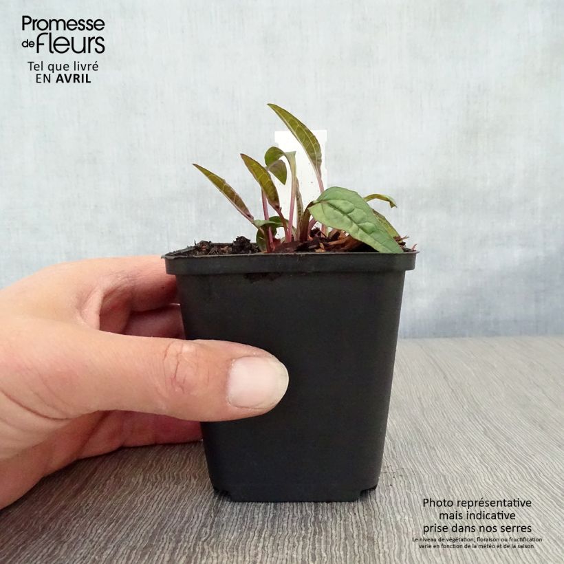 Example of Echinacea purpurea Pica Bella - Rode zonnehoed Kweekpotje van 8/9 cm as you get in printemps