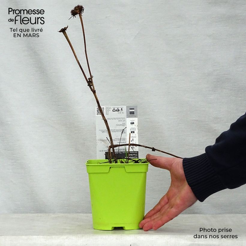 Example of Echinacea purpurea Pica Bella - Rode zonnehoed Pot van 2 l/3 l as you get in printemps