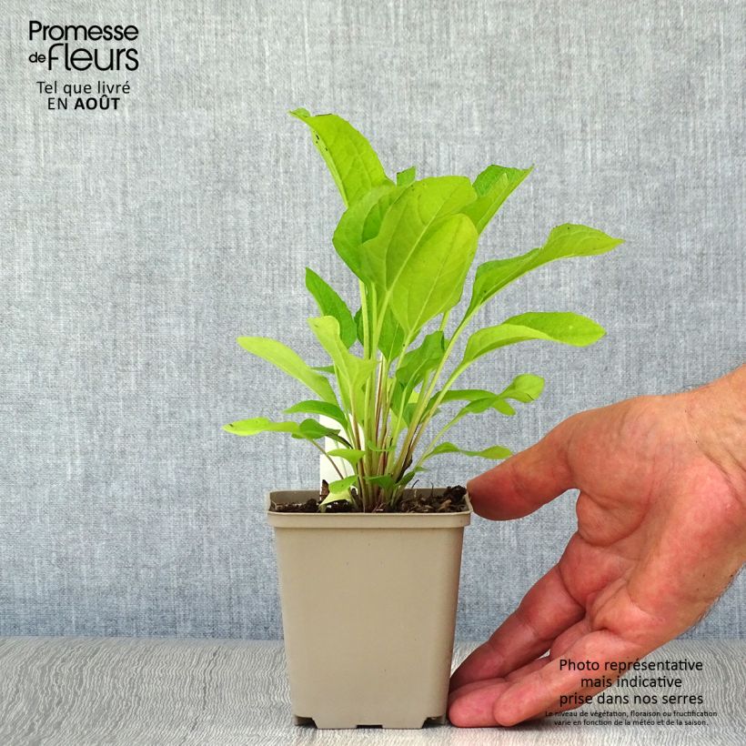 Exemplaar van Echinacea purpurea Pink Double Delight - Rode zonnehoed Kweekpotje van 8/9 cm zoals geleverd in de zomer