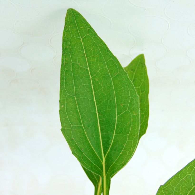 Echinacea purpurea Razzmatazz - Rode zonnehoed (Blad)