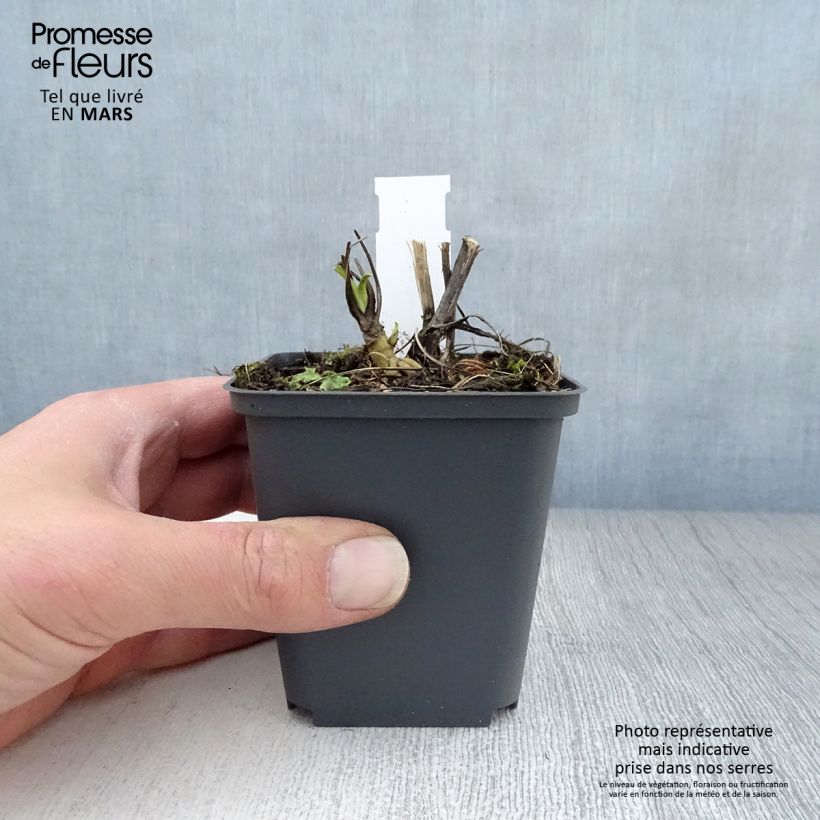 Exemplaar van Echinacea purpurea Razzmatazz - Rode zonnehoed Kweekpotje van 8/9 cm zoals geleverd in de lente