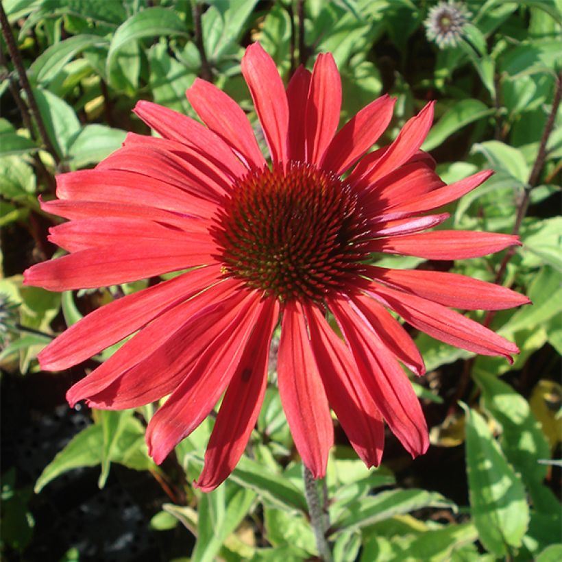 Echinacea purpurea Solar Flare - Rode zonnehoed (Bloei)