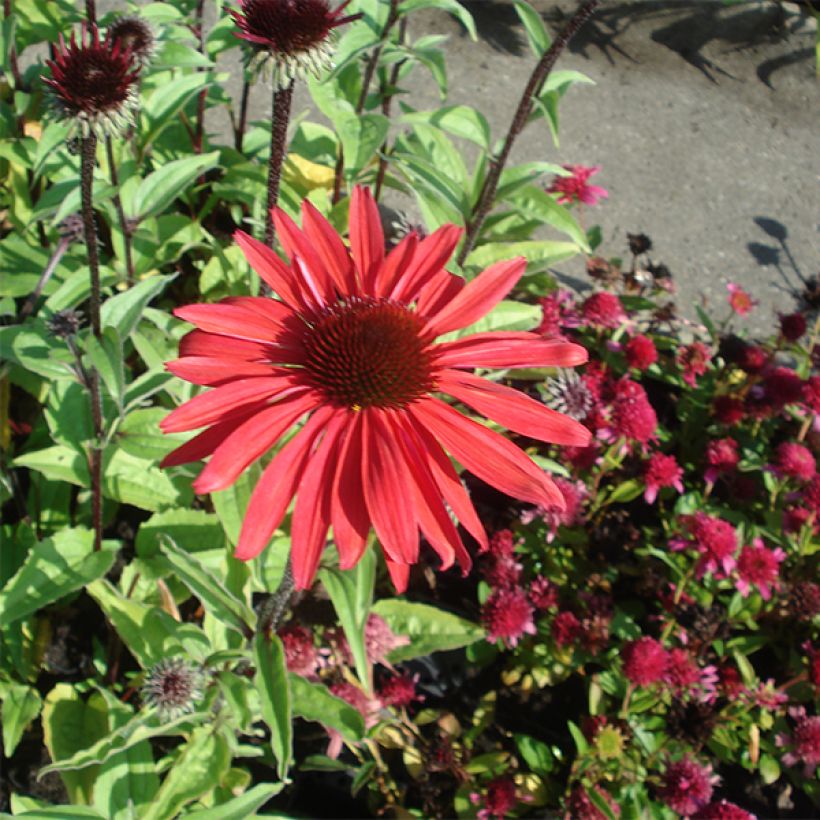 Echinacea purpurea Solar Flare - Rode zonnehoed (Groeiplaats)