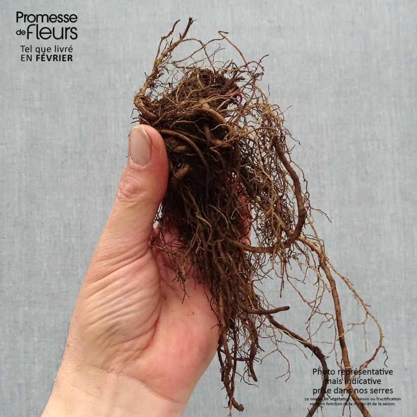 Example of Echinacea purpurea Strawberries and Cream - Rode zonnehoed Naakte wortel as you get in hiver