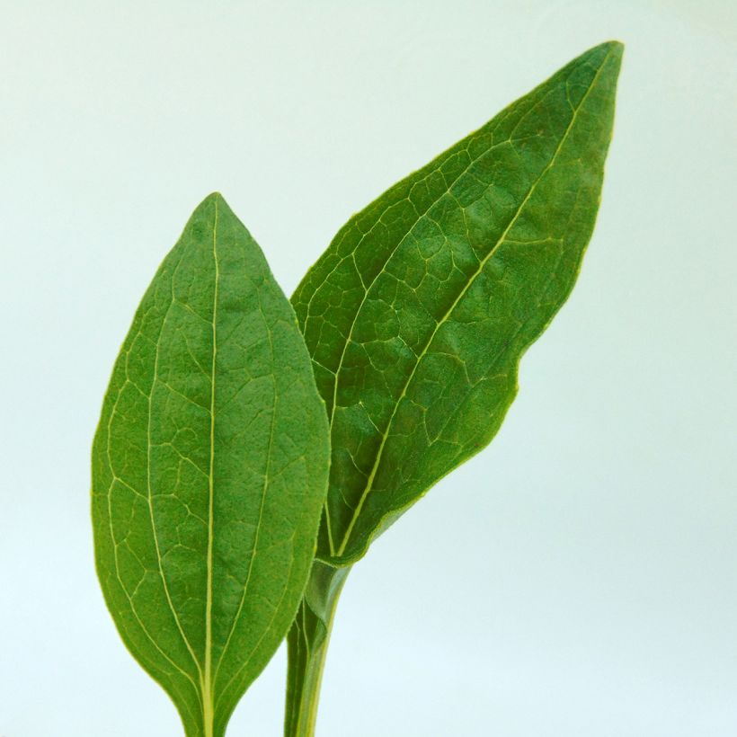Echinacea purpurea Summer Breeze - Rode zonnehoed (Blad)