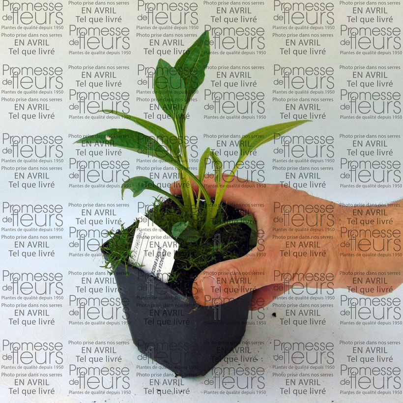 Voorbeeld van een exemplaar van Echinacea purpurea Summer Breeze - Rode zonnehoed Kweekpotje van 8/9 cm zoals geleverd